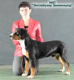 ���������� ���������� - DRACO BRABUSZ