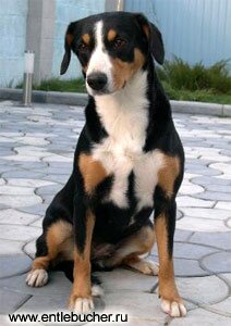 ���������� ���������� - VINNY DES JOYEUSES GAMBADES