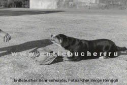 ���������� ���������� - Ali von Enetbach