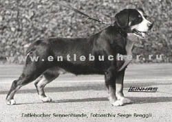 ���������� ���������� - Waran von der Steinegg