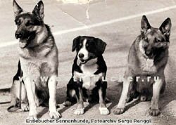 ���������� ���������� - Waran von der Steinegg